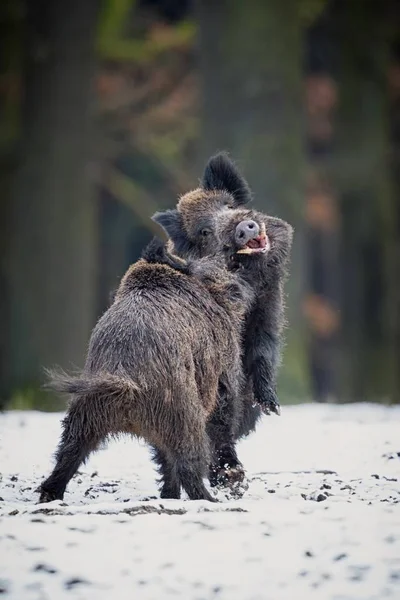 Zwei große Wildschweine — Stockfoto