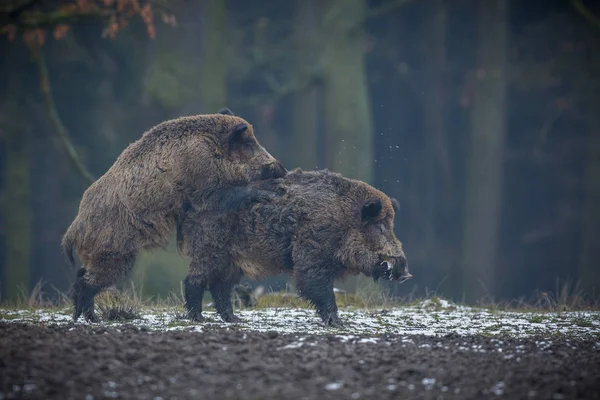 Zwei große Wildschweine — Stockfoto