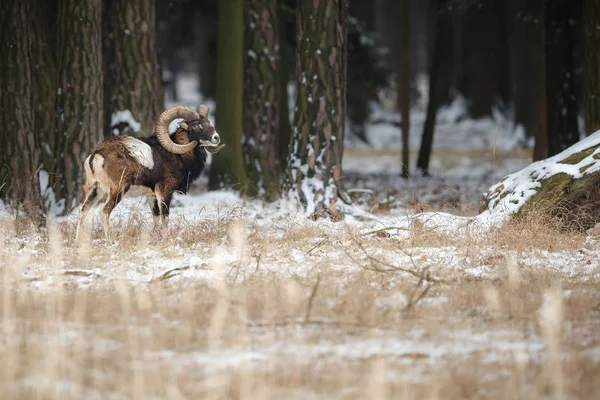Big european mouflon sheep in the forest — Stock Photo, Image