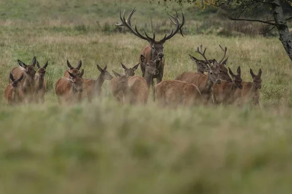 Gros et beau cerf rouge pendant l'ornière du cerf — Photo