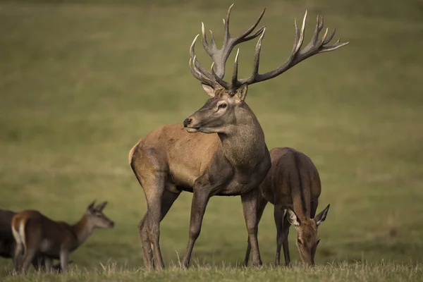 Big and beautiful red deer — Stock Photo, Image