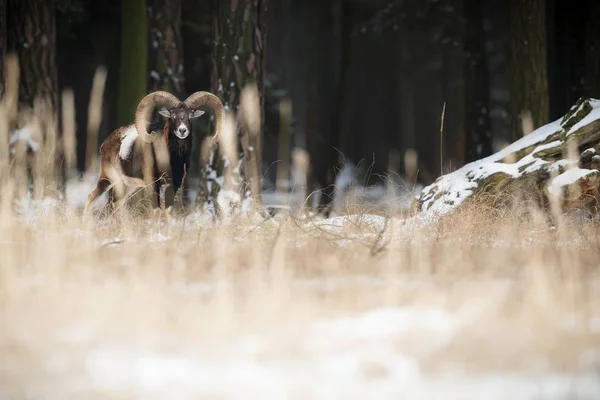 Большая европейская овца муфлона в лесу — стоковое фото