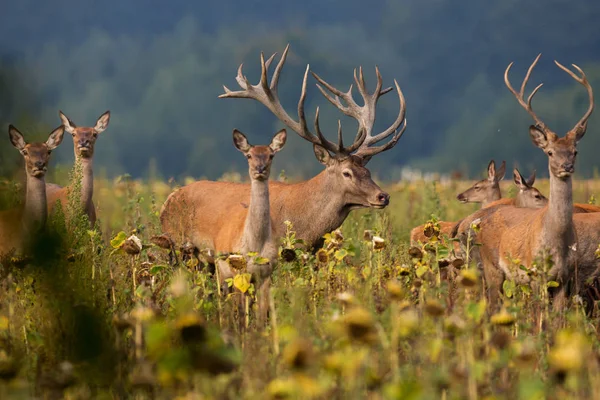 Büyük ve güzel Kızıl geyik geyik rut sırasında — Stok fotoğraf
