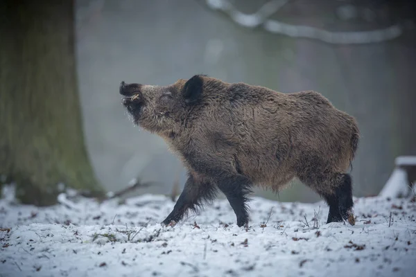 ヨーロッパの森林の大きい猪 — ストック写真