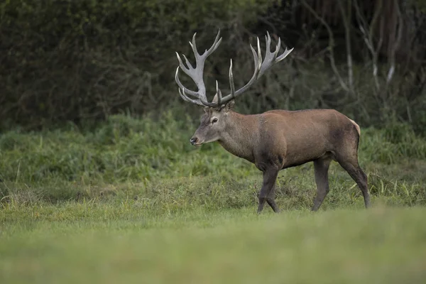 Grand et beau cerf rouge — Photo