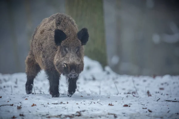 Groot everzwijn in het Europese bos — Stockfoto