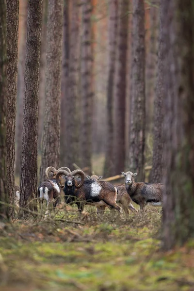 Big european mouflons in the forest — Stock Photo, Image