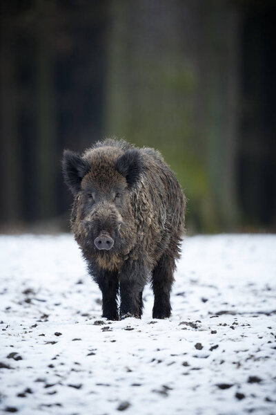 Big wild boar in the european forest