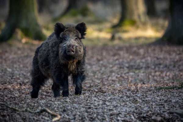 Wildschweine im europäischen Wald — Stockfoto