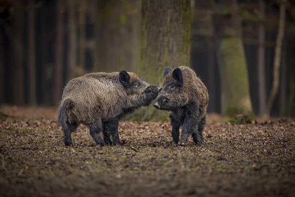 Twee grote wilde zwijnen — Stockfoto