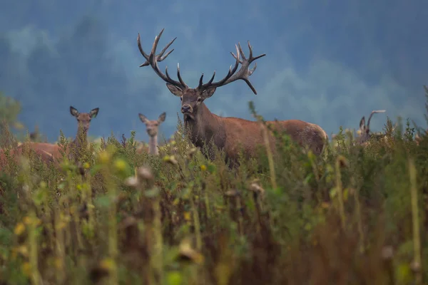 Big and beautiful red deer during the deer rut — Stock Photo, Image