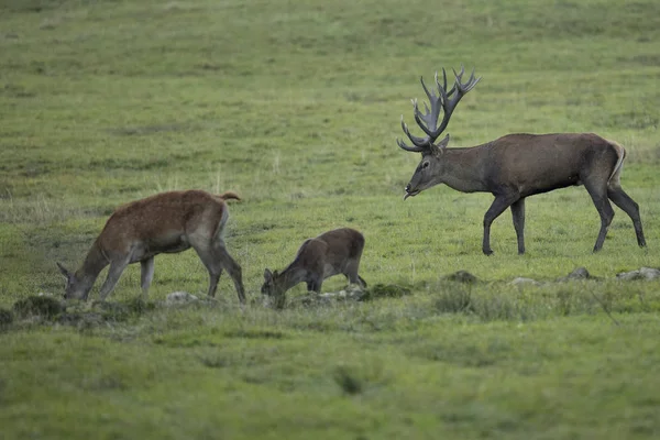 Grand et beau cerf rouge — Photo