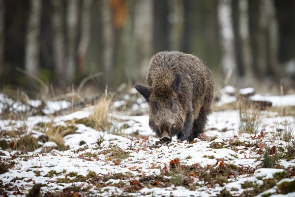 Wildschweine im europäischen Wald — Stockfoto