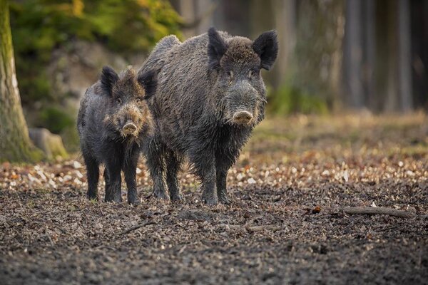 Wild boar family in the forest