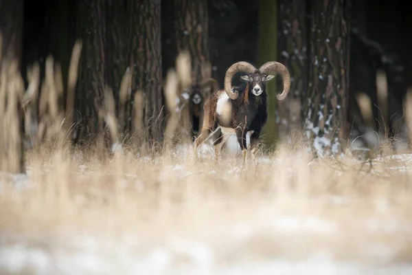 Grande muflone pecora europea nella foresta — Foto Stock