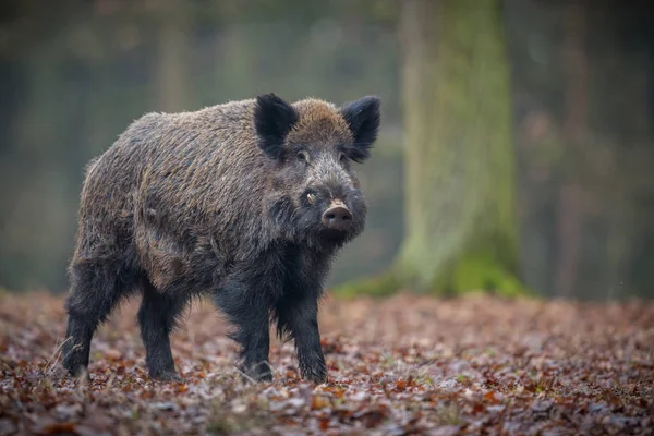 Grand sanglier dans la forêt européenne — Photo