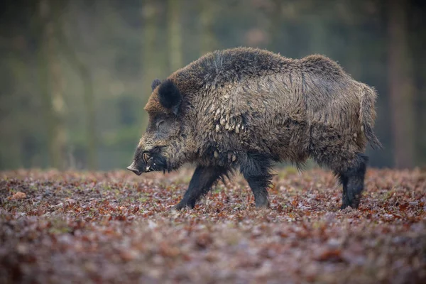 Grand sanglier dans la forêt européenne — Photo