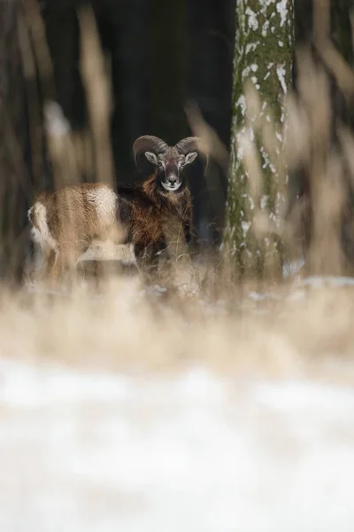 Grand mouflon européen mouton dans la forêt — Photo