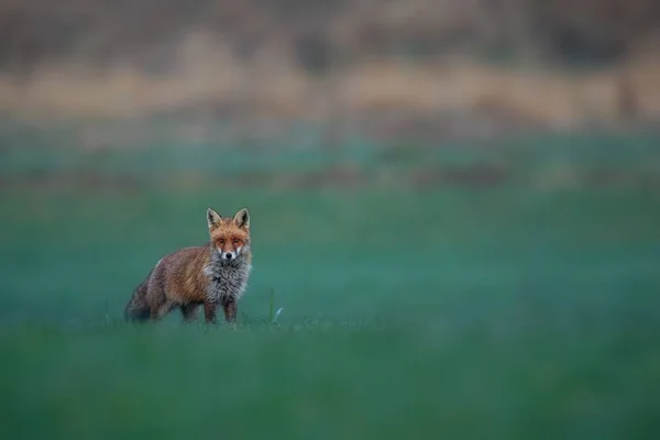 Red fox male on the green grassland — Stock Photo, Image