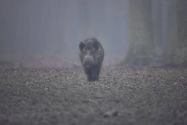 유럽 숲에서 큰 멧돼지 — 스톡 사진