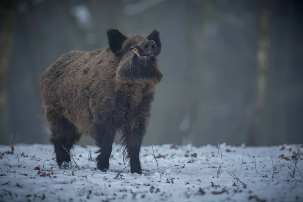 Wildschweine im europäischen Wald — Stockfoto