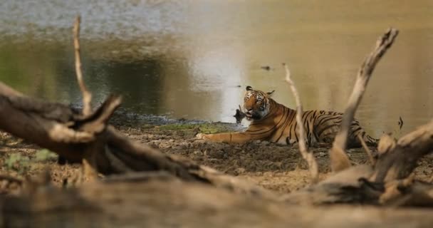 Tiger férfi a vizet 
