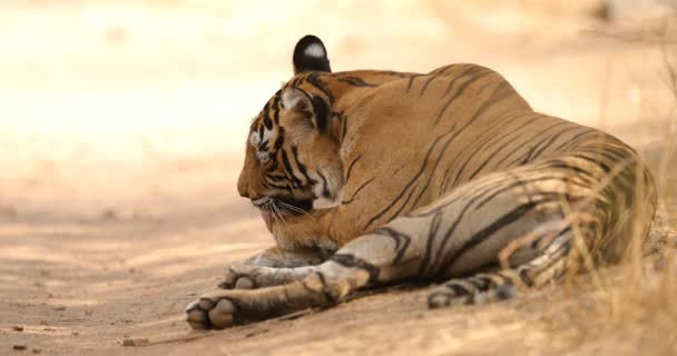 Tiger hane i naturen livsmiljön, Indien — Stockvideo