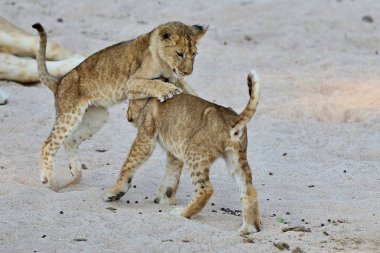 Aslan yavruları doğal ortamlarında