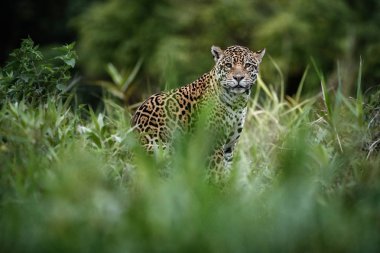 Doğa ortamlarında Amerikan jaguar 
