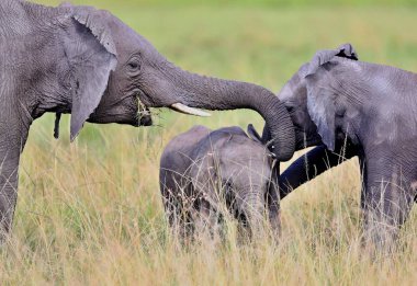 Güzel doğa ortamlarında filler 