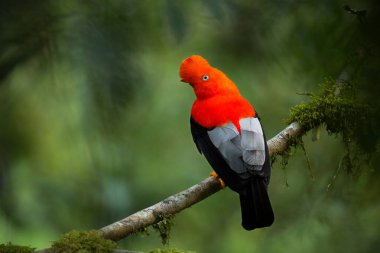 Andean cock-of-the-rock in the beautiful nature habitat, Peru  clipart