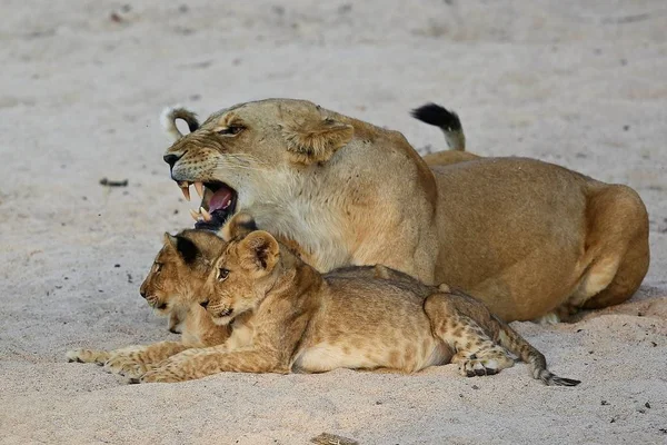 Filhotes de leão no habitat natural — Fotografia de Stock