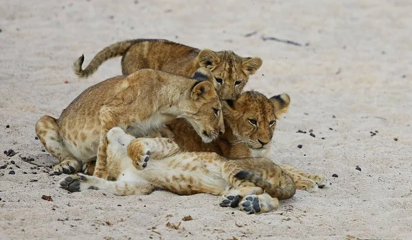 Löwenjungen in natürlichem Lebensraum — Stockfoto