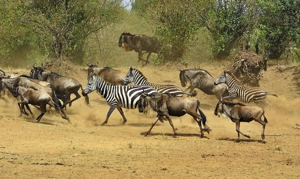 Gran migración en Masai Mara, Kenia — Foto de Stock