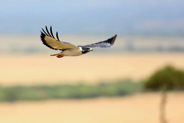 Raptor africano volando sobre nuestras cabezas en el hábitat natural —  Fotos de Stock