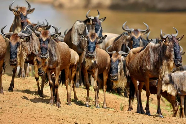Gran migración en Masai Mara — Foto de Stock