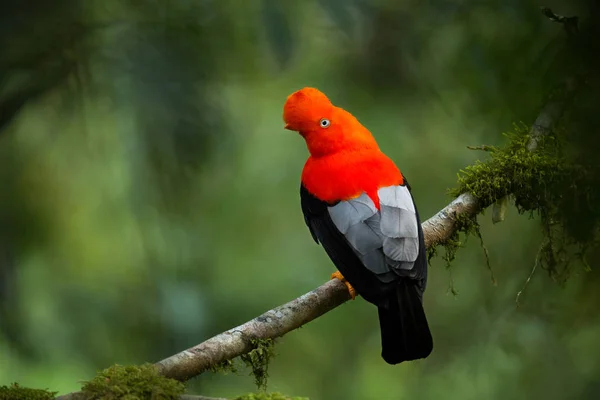 Gallo de roca andino en el hermoso hábitat natural, Perú —  Fotos de Stock