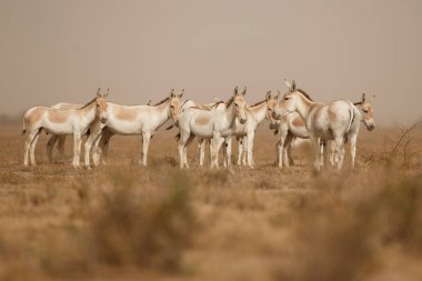 wild donkeys in the desert in India clipart
