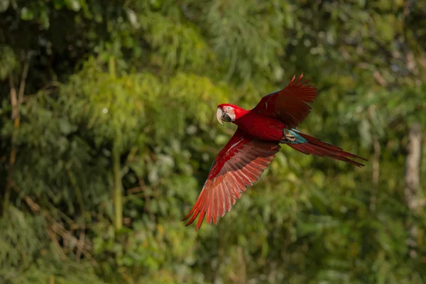 Macaw terbang di habitat alam — Stok Foto