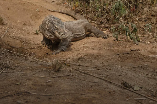 Komodo dragon gardien nid — Photo