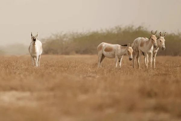 Ânes sauvages dans le désert en Inde — Photo