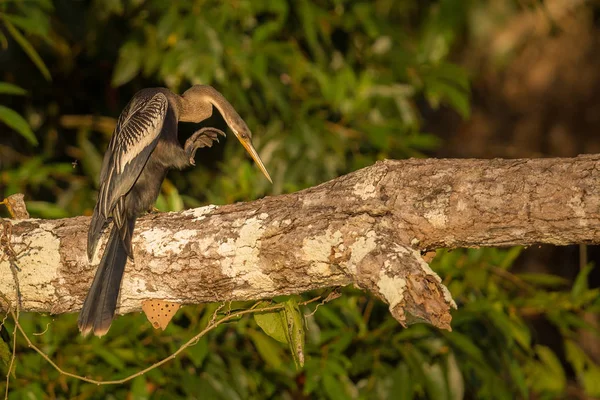 Uccello nell'habitat naturale — Foto Stock