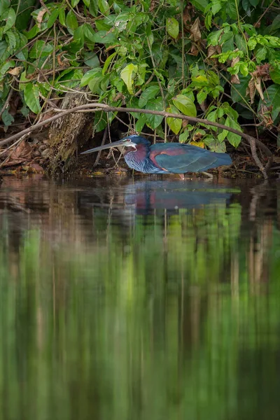 Oiseau majestueux et coloré — Photo