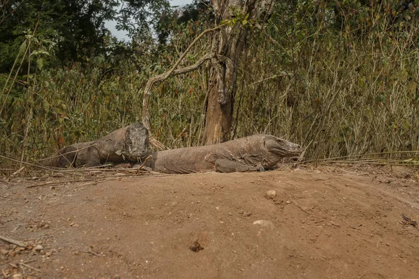 Komodo draken tijdens de paring en bewaken van nest — Stockfoto