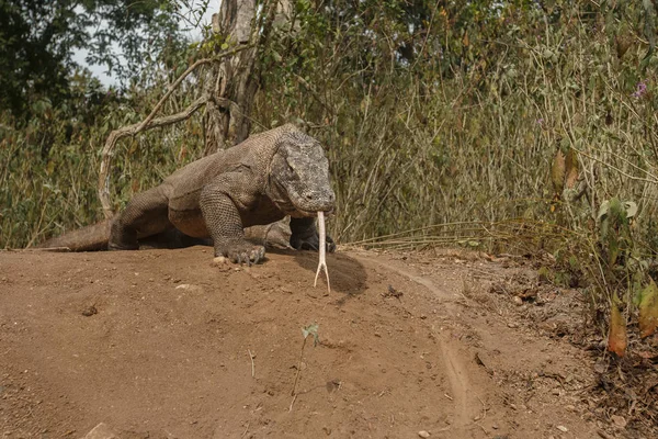 Komodo dragon koruma yuva — Stok fotoğraf