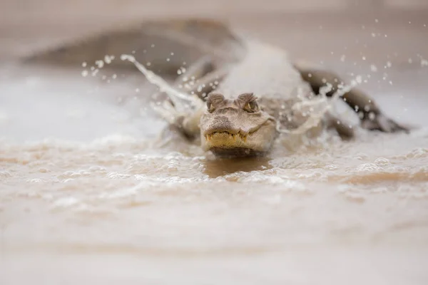 Le caïman sauvage dans l'habitat naturel — Photo