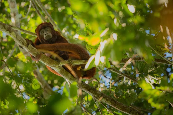 Brulaap aap op een boom — Stockfoto