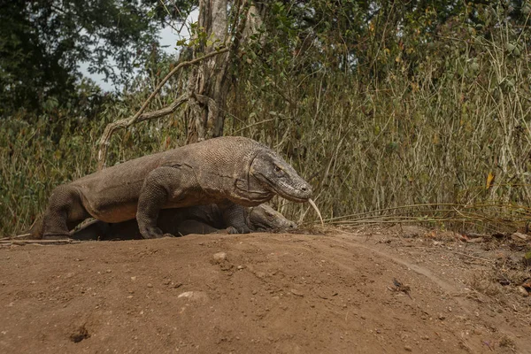 Komodo dragon gardien nid — Photo