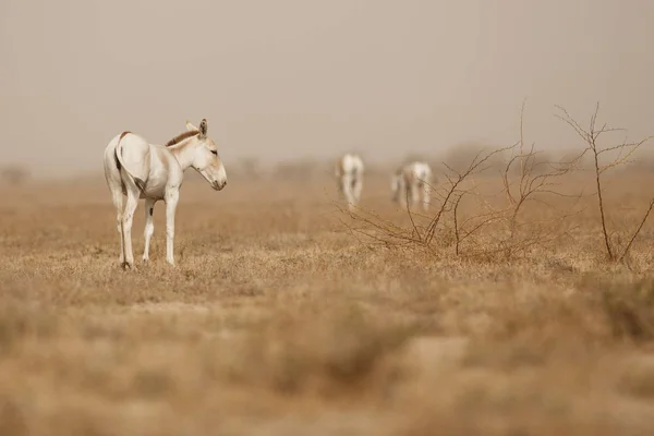 Ânes sauvages dans le désert en Inde — Photo