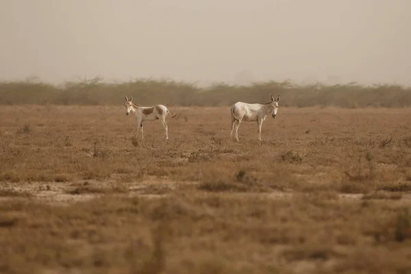 Ânes sauvages dans le désert en Inde — Photo